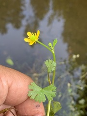 Ranunculus gmelinii