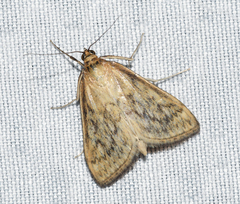 Sitochroa chortalis