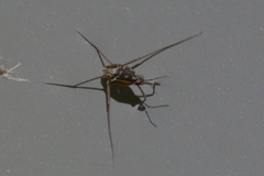 Trepobates subnitidus