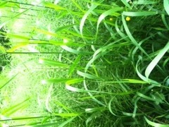 Glyceria elata