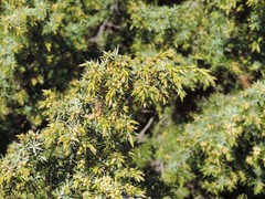 Juniperus communis hemisphaerica