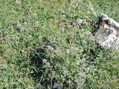 Marrubium supinum