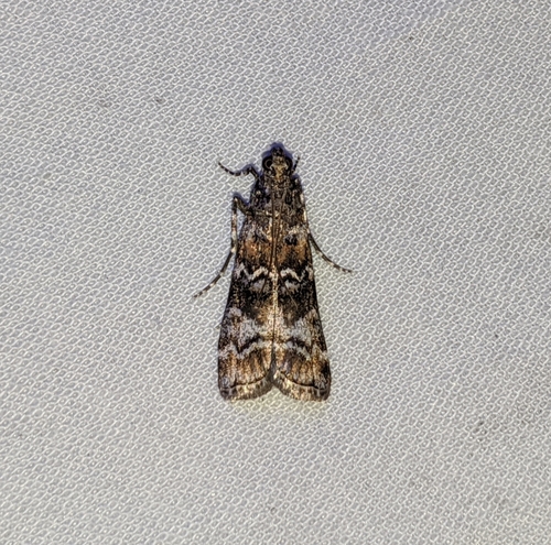Dioryctria banksiella