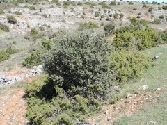 Juniperus communis hemisphaerica