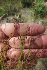 Bulbostylis ciliatifolia