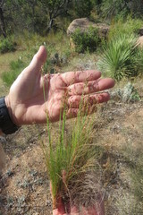 Bulbostylis ciliatifolia