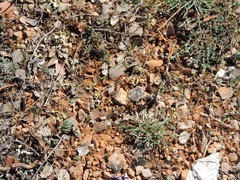 Petrosedum sediforme
