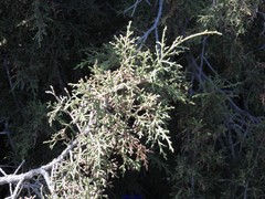 Juniperus thurifera