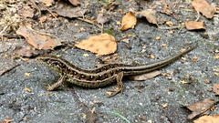 Lacerta agilis