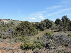 Juniperus thurifera