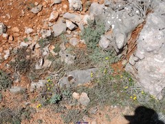 Euphorbia nicaeensis