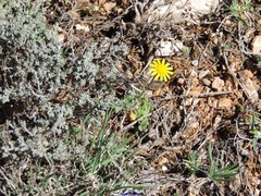 Jacobaea minuta