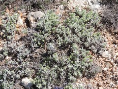 Teucrium gnaphalodes