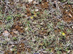Helianthemum ledifolium