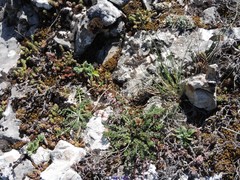 Helianthemum ledifolium