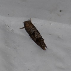 Acrolophus texanella