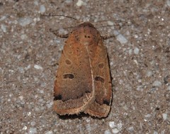 Abagrotis cupida