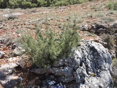 Juniperus thurifera