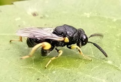 Brachymeria tibialis
