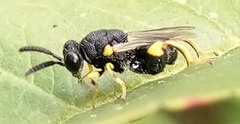 Brachymeria tibialis