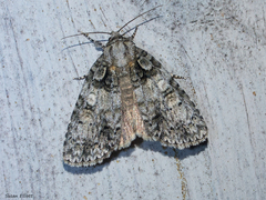 Acronicta modica