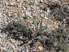 Euphorbia nicaeensis