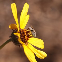 Anthophora curta