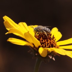 Anthophora curta