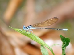 Argia rhoadsi