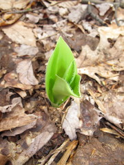 Clintonia umbellulata