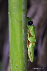 Agalychnis moreletii