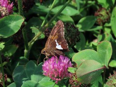 Epargyreus clarus clarus