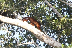 Alouatta sara
