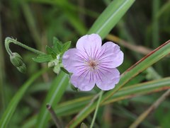Geranium krameri