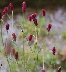 Sanguisorba longifolia