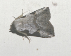 Chorsia costimacula