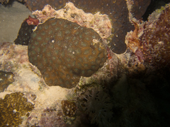 Acanthastrea