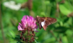 Epargyreus clarus clarus