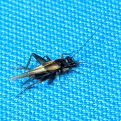 Stenonemobius gracilis