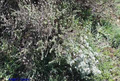 Marrubium supinum