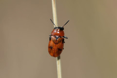 Coptocephala rubicunda