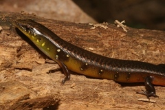 Diploglossus bilobatus