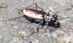 Eunota circumpicta