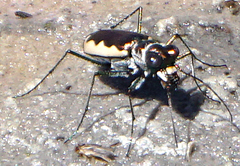 Eunota circumpicta