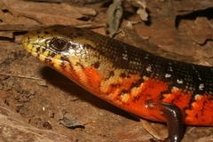 Diploglossus monotropis