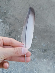 Columba livia domestica