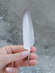 Columba livia domestica