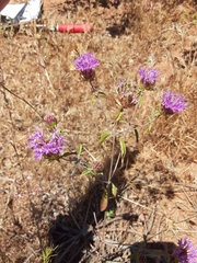 Monardella breweri microcephala