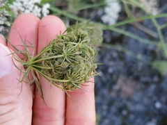 Daucus carota