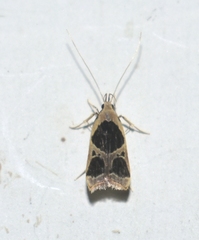 Deltoplastis commatopa